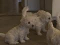 b?h�me za m�mou.MP4