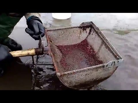 ловля мотыля струнами ловля мотыля струнами