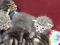 DamnCats2.mov
