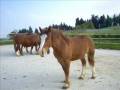 videos de Allevamento Cavalli presso Agriturismo Monte Valbelle