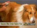 Pet Grooming Tool