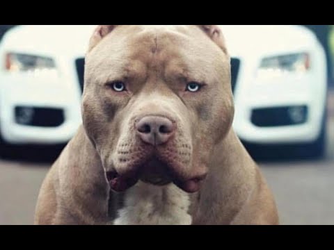 peleas de perros