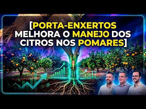 Porta-enxertos melhora o manejo dos citros nos pomares.