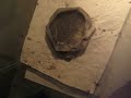 Pet Updates 5-18-08, New Beardies!