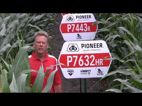 how to control european corn borer