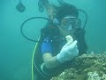 Diving in Bali 2