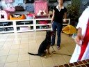 cyrus Obedience Progress Week 2 Part 5
