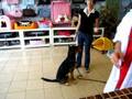 cyrus Obedience Progress Week 2 Part 5