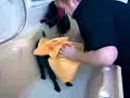 Four Paws Aqua Dog Hydrotherapy Pool - Monty (part two) Four Paws Aqua Dog Hydrotherapy Pool - Monty (part two)
