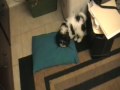 Bandit the Cavachon 9
