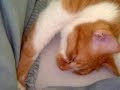 massaging cat