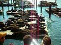 San Francisco Pier 39 Sea Lions, Part 1 San Francisco Pier 39 Sea Lions, Part 1