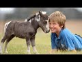 World's Smallest Horse - Graham Norton Show - BBC Two