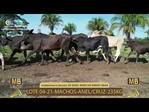 525� LEIL�O VIRTUAL MB LEIL�ES