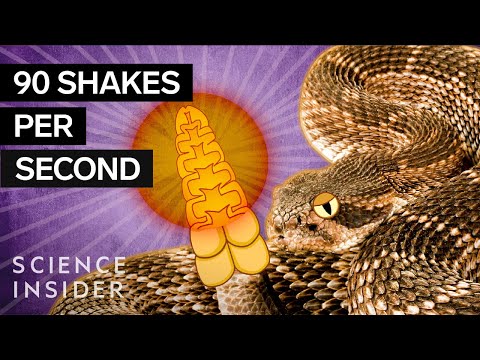 What's Inside A Rattlesnake's Tail?