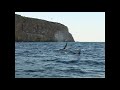 killer whales in torbay