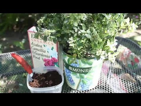 how to fertilize blueberry bushes