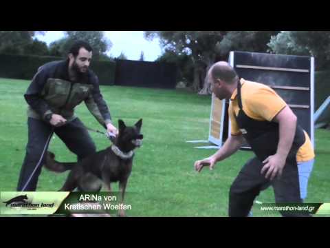 how to train gsd for protection