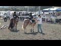 Samantha & Catherine - trot poles Samantha & Catherine - trot poles