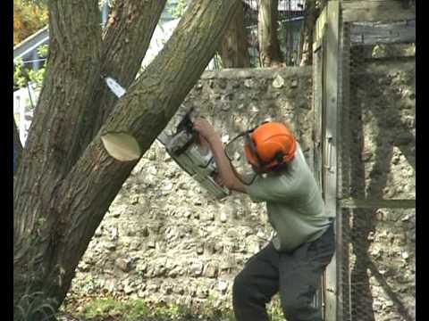 rencontre nationale des arboristes