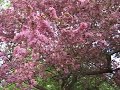 Ottawa Botanical Garden - Well not exactly