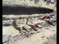 Los cocodrilos