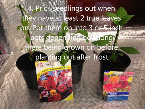 how to collect dahlia seeds