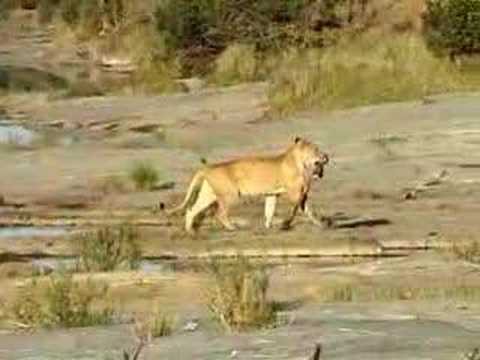 Lions Eating an Ostrich