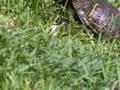 A Turtle Movie