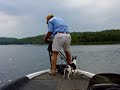 Pretty Longnose Gar