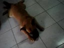 chuchi playing
