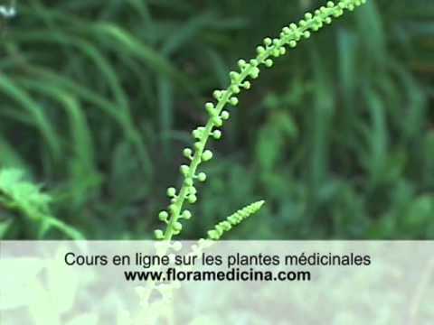 Voir le vidéo