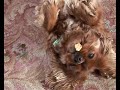 Cindy the performing dog