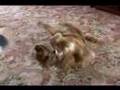 Cindy the performing dog