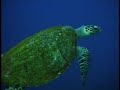 Terry Oldfields Underwater World Terry Oldfields Underwater World