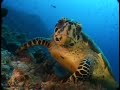a sample of this awesome dvd. a visual feast of high quality underwater footage mixed with the textural genius of composer terry oldfield.