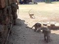 Monkeys everywhere!
