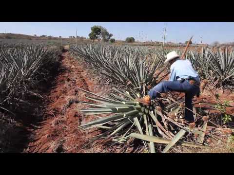 how to harvest agave for tequila