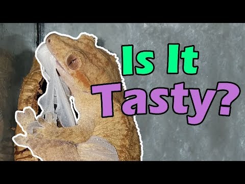 YouTube reptile video