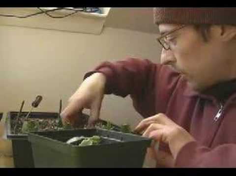 how to transplant a xmas cactus
