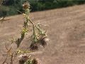 TRES PROMOTORES OPTAN AL SUELO EN LA FINCA STA MARIÑA DE MARIÑAMANSA