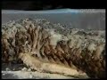 Pesca e Lazer Programa 6 - Tira Gosto Tra�ra Desossada