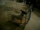 Stuck in a backless cage