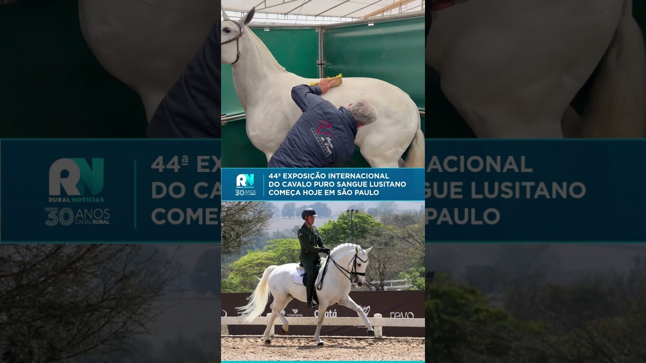 44ª Exposição Internacional do Cavalo Puro Sangue Lusitano começa hoje em São Paulo