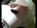 the last 10 seconds of Lambchop\