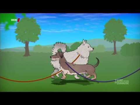 Die Schleppleine geliebt und verhasst...