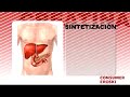 Suplementos de creatina