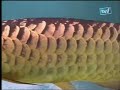 Galeri Aqua - Arowana (3/3)