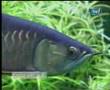 Galeri Aqua - Arowana (3/3)