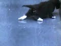 Gatinho vs escorregador